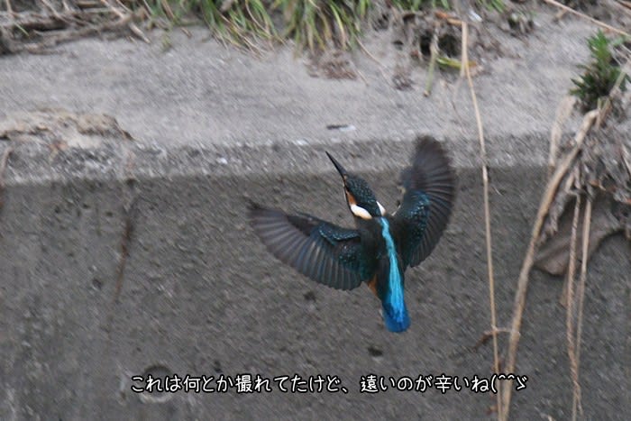 今年も帰って来てくれた♪ - 鳥撮りものがたりⅢ
