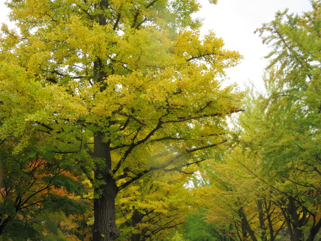 f:id:omosiroxyz:20151020124658j:plain f:id:omosiroxyz:20151020124658j:plain