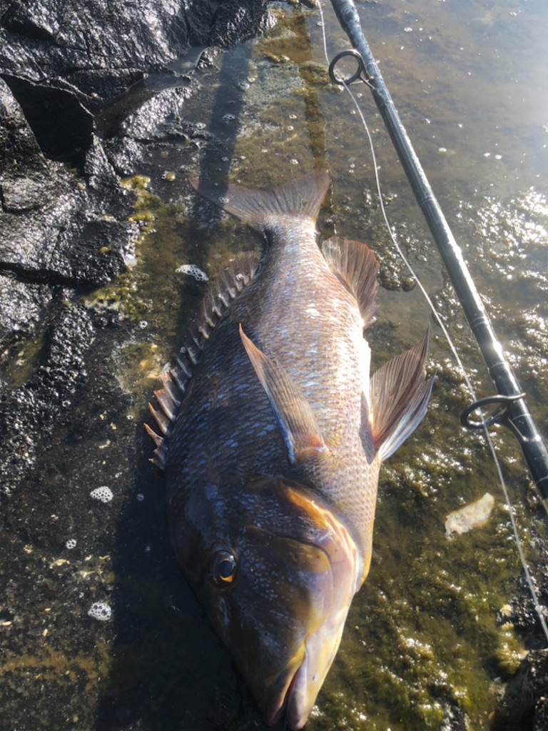 f:id:omr_1115:20190902223102j:image f:id:omr_1115:20190902223102j:image