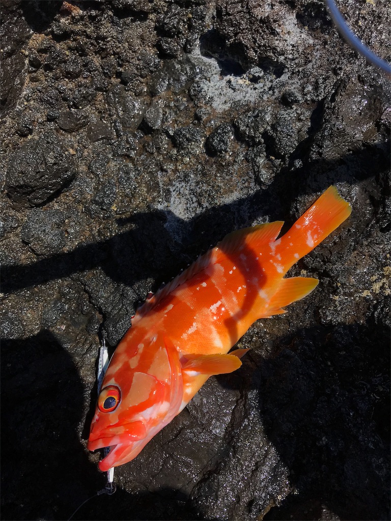 f:id:omr_1115:20190925220124j:image f:id:omr_1115:20190925220124j:image