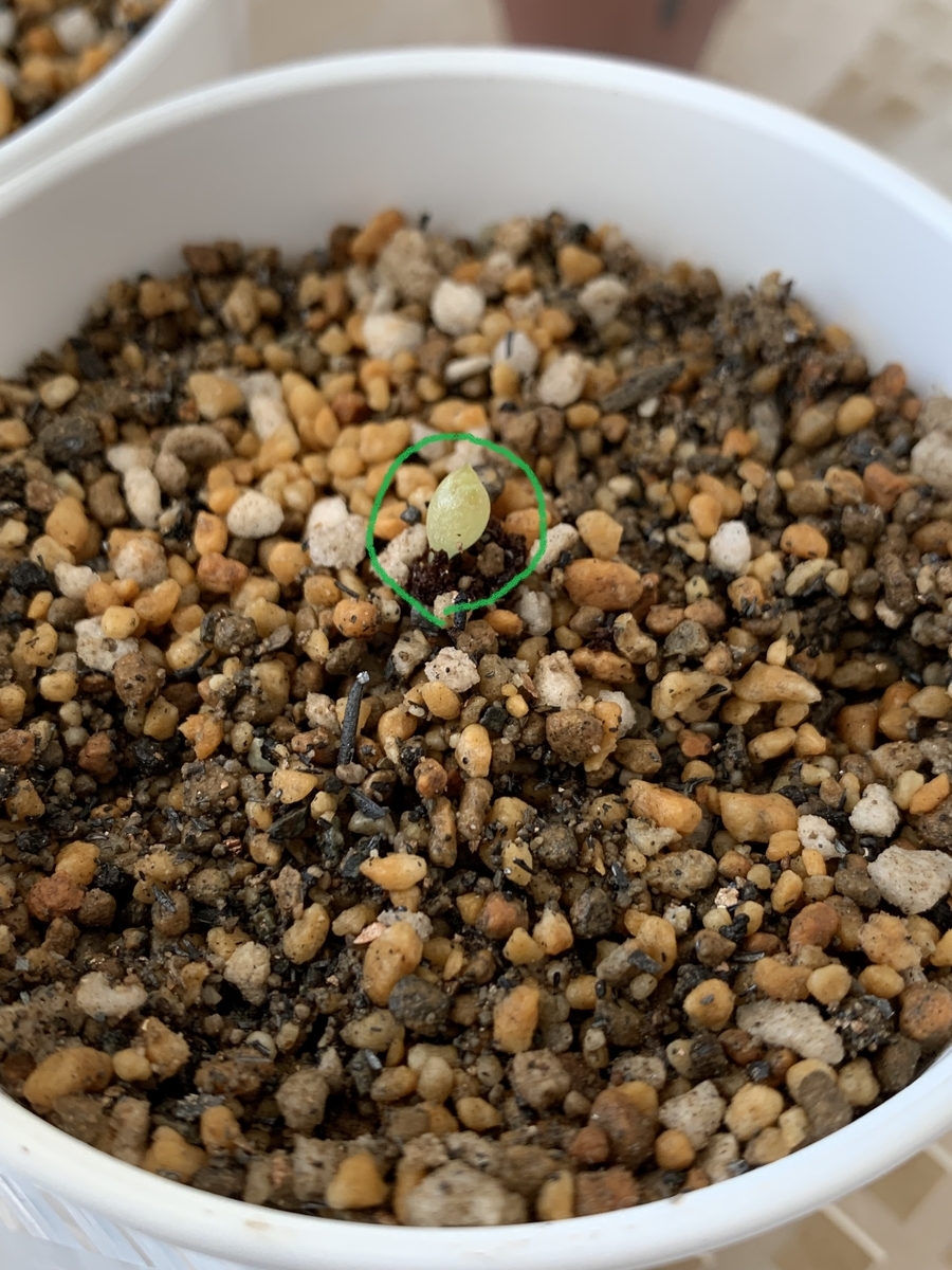 サボテン植替え２個目