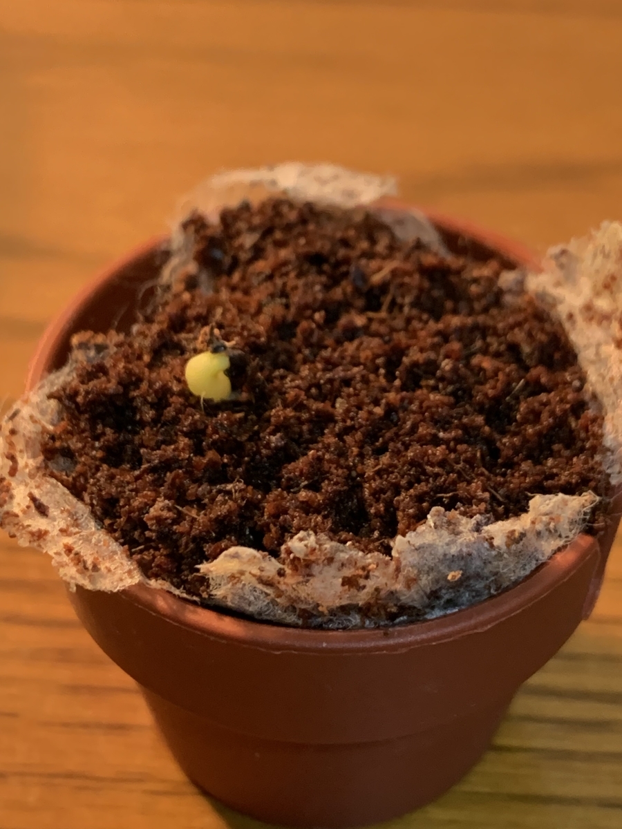 ３個目の発芽