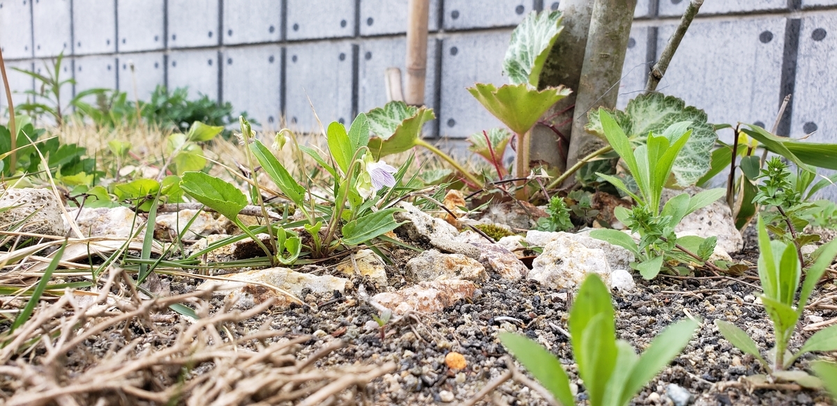 f:id:omsin:20210427165400j:plain