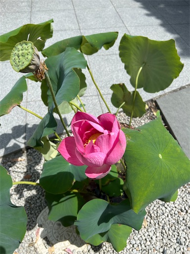 f:id:omu912:20260814214008j:image