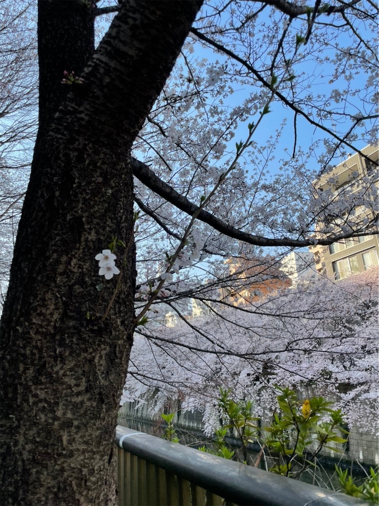 f:id:omuameba:20210328084930j:image