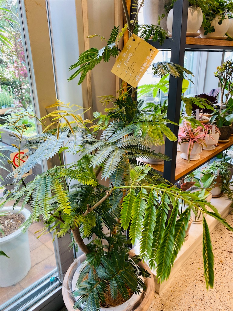 ふるさと納税の観葉植物用プランター選び - 戦略買物日記 ふるさと納税の観葉植物用プランター選び - 戦略買物日記
