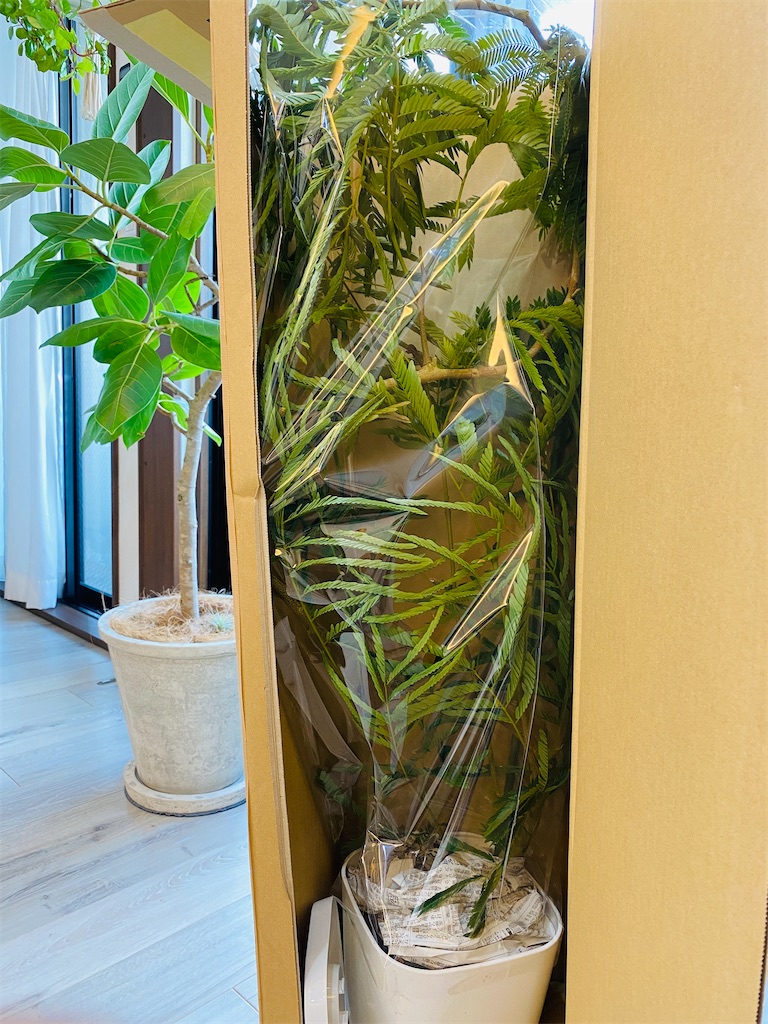 ふるさと納税で観葉植物「エバーフレッシュ」を入手 - 戦略買物日記