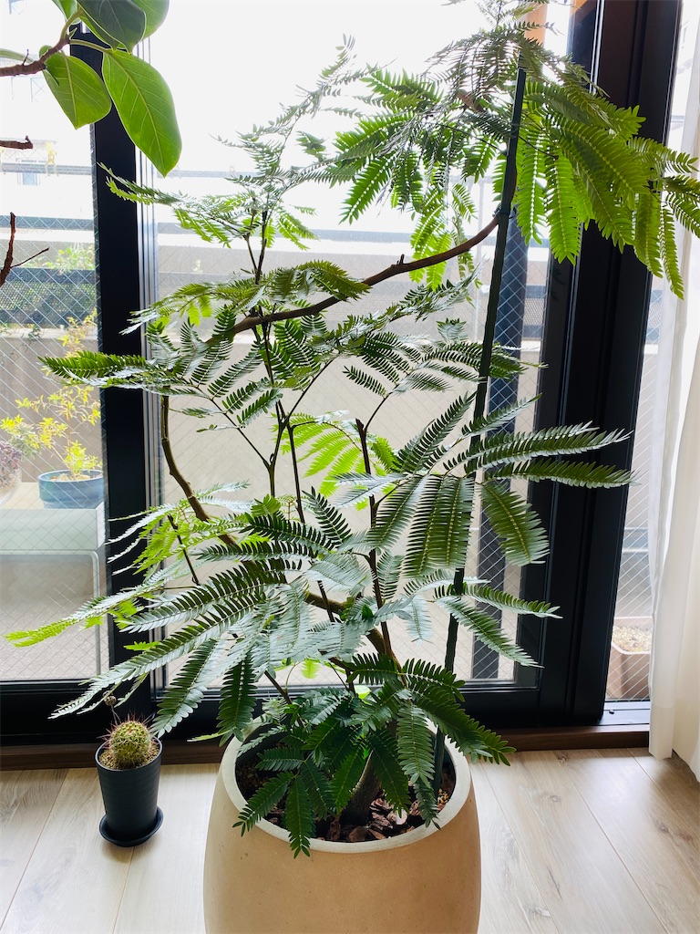 ふるさと納税で観葉植物「エバーフレッシュ」を入手 - 戦略買物日記