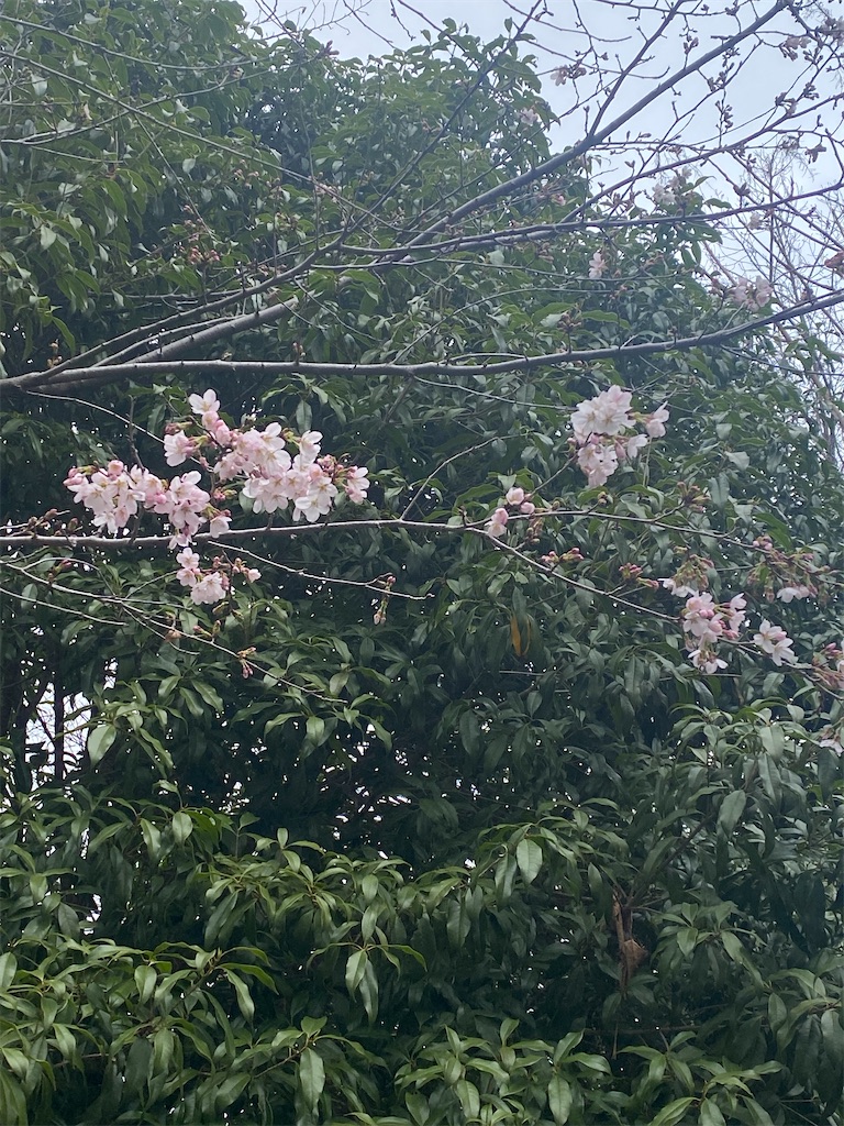 f:id:omugi-komugi:20260320213426j:image f:id:omugi-komugi:20260320213426j:image