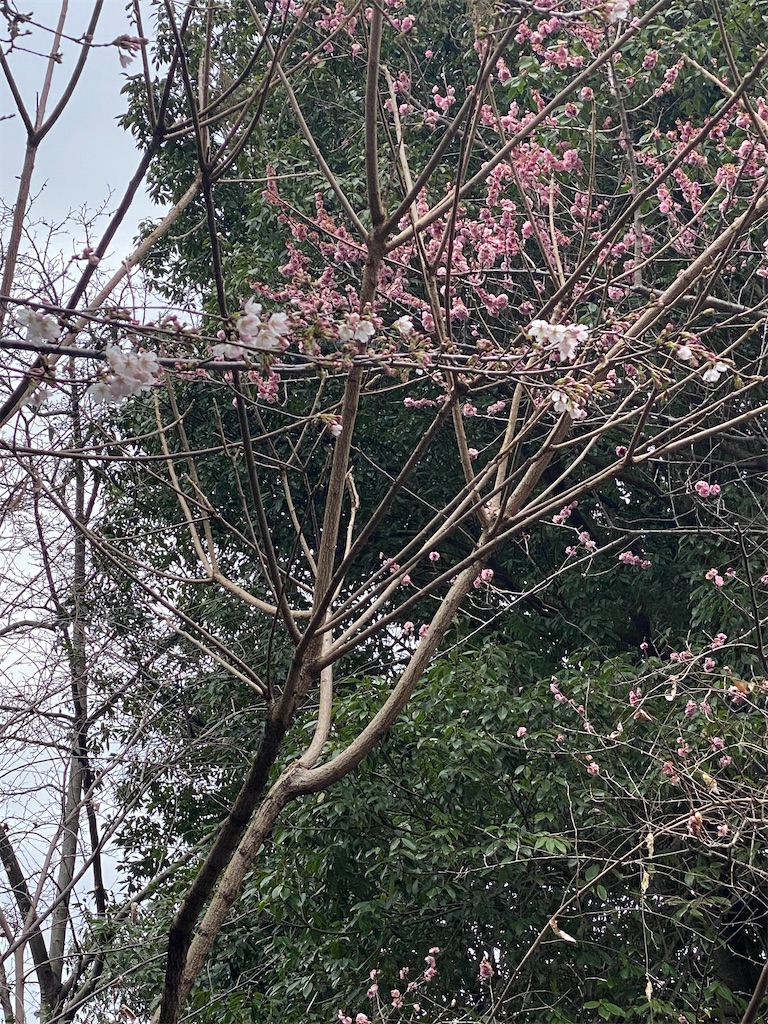 f:id:omugi-komugi:20260320213431j:image f:id:omugi-komugi:20260320213431j:image