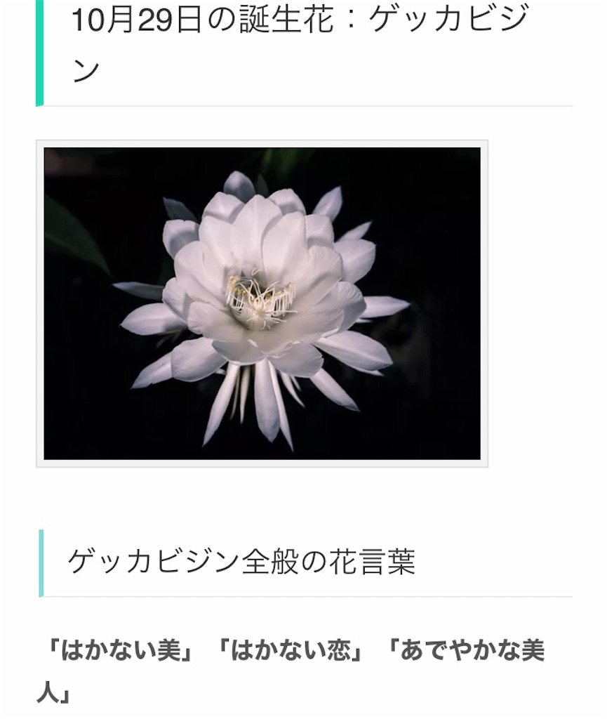 儚い恋 Cream Omelette Rice