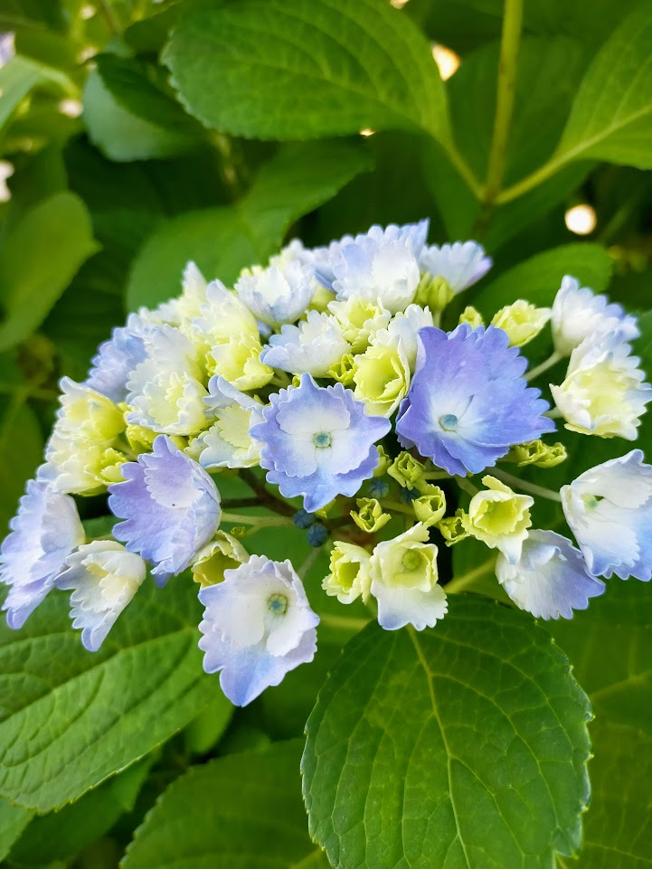 庭の紫陽花。 - ころころりんのうち