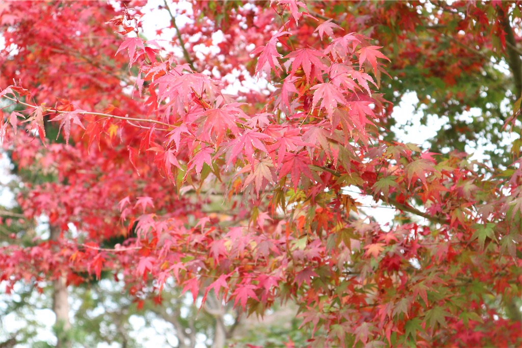 f:id:omux:20191126010756j:image