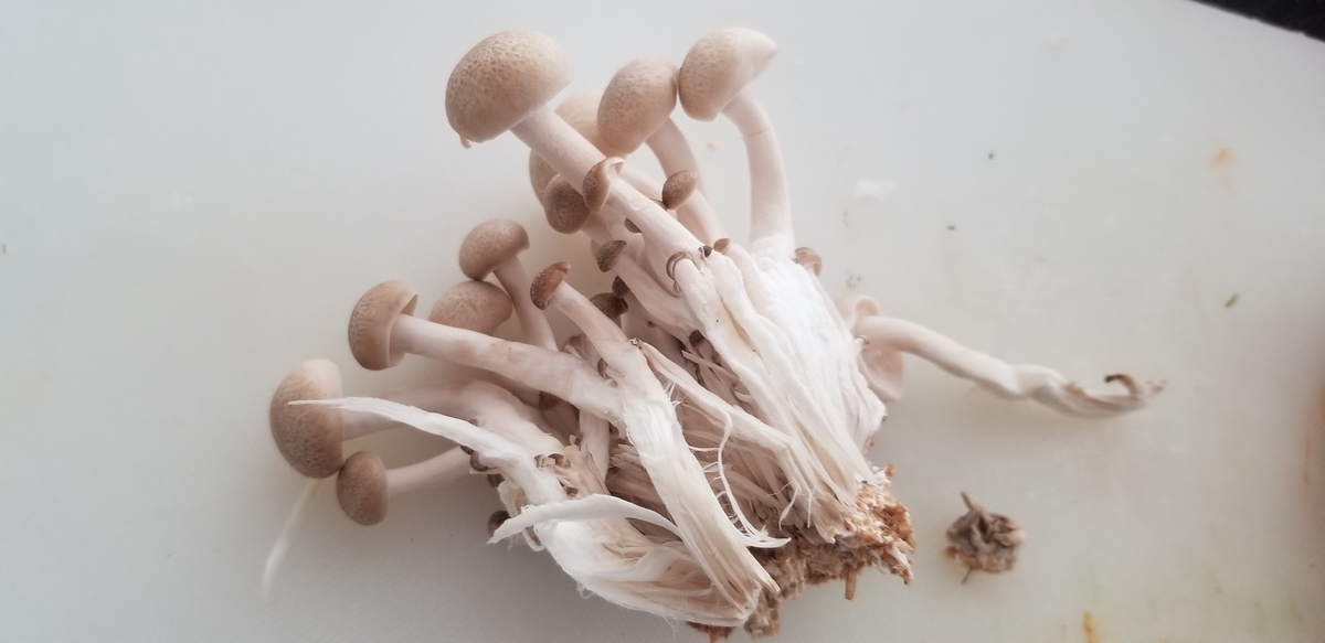 f:id:omuzig:20211204081702j:plain