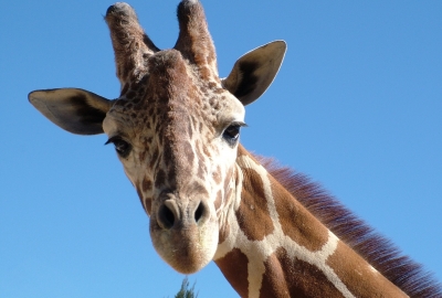 f:id:omuzig:20211207234833j:plain