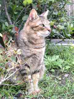 f:id:on-yasuken:20071001210912j:image