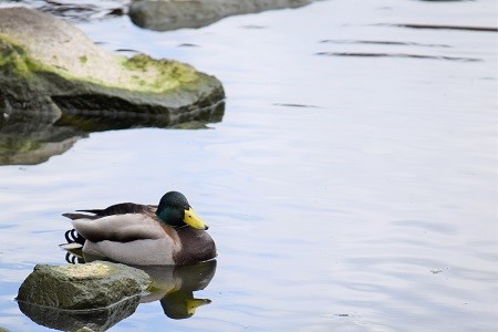 f:id:on-yasuken:20160326114757j:image