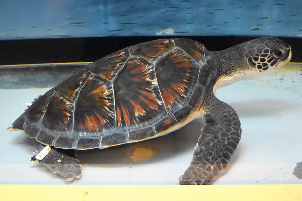 f:id:on-yasuken:20161217141251j:image