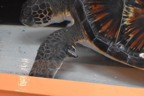 f:id:on-yasuken:20161217141632j:image