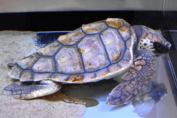 f:id:on-yasuken:20161217142040j:image