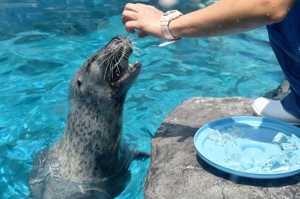 f:id:on-yasuken:20170629111216j:image