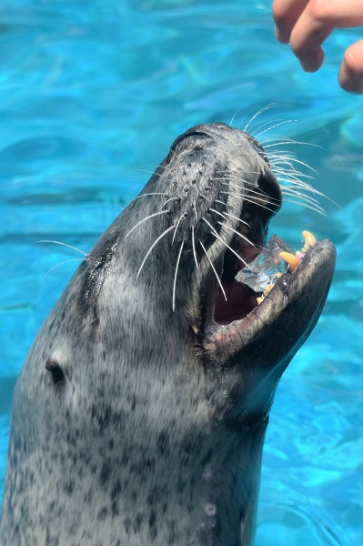 f:id:on-yasuken:20170629111229j:image