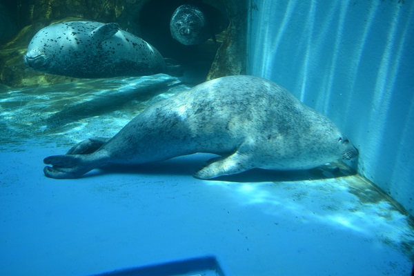 f:id:on-yasuken:20170629125242j:image