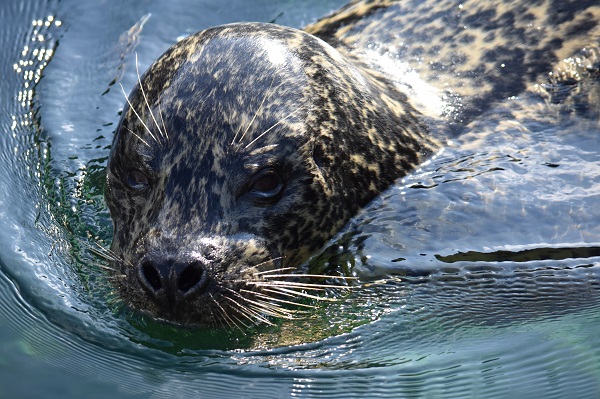 f:id:on-yasuken:20190929141609j:plain