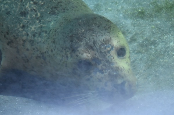 f:id:on-yasuken:20190929143102j:plain