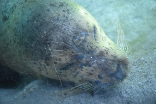 f:id:on-yasuken:20190929143107j:plain