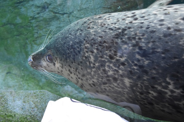 f:id:on-yasuken:20190929145535j:plain