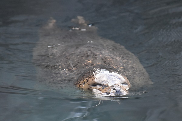 f:id:on-yasuken:20190929151140j:plain