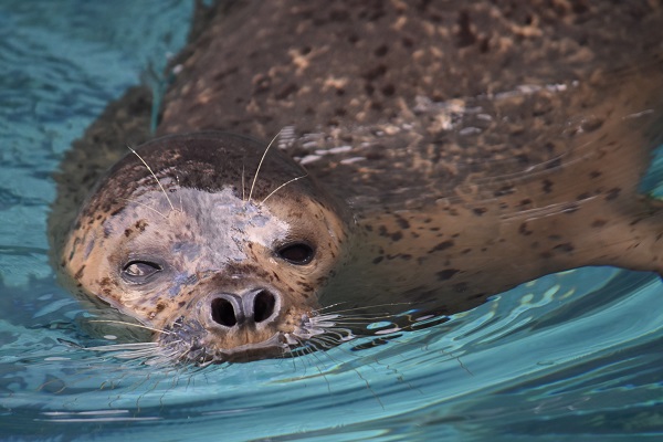 f:id:on-yasuken:20190929152131j:plain