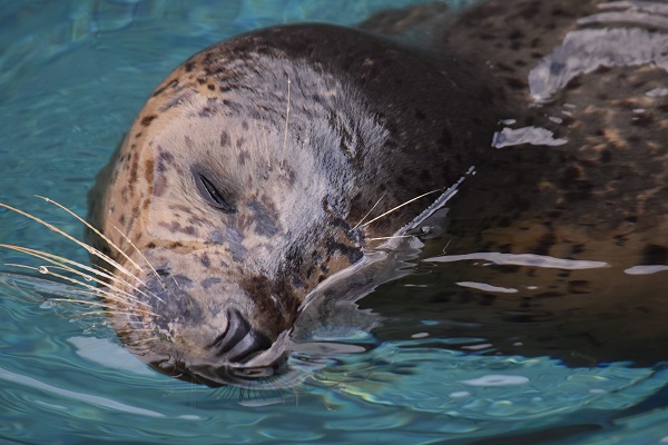 f:id:on-yasuken:20190929152138j:plain