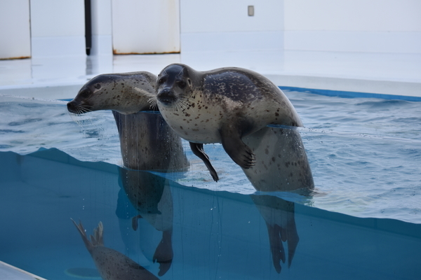 f:id:on-yasuken:20200318144920j:plain