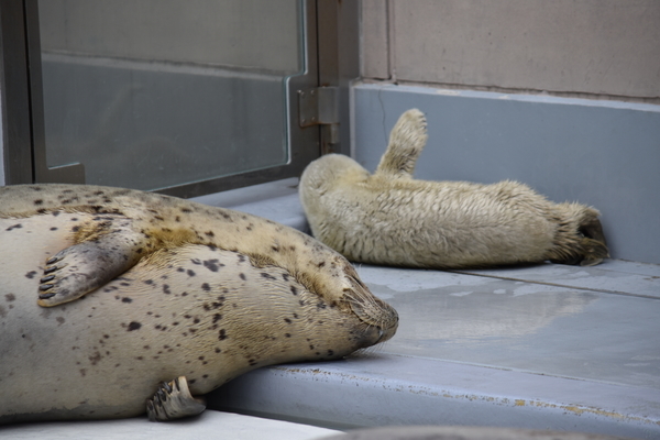 f:id:on-yasuken:20200327115412j:plain