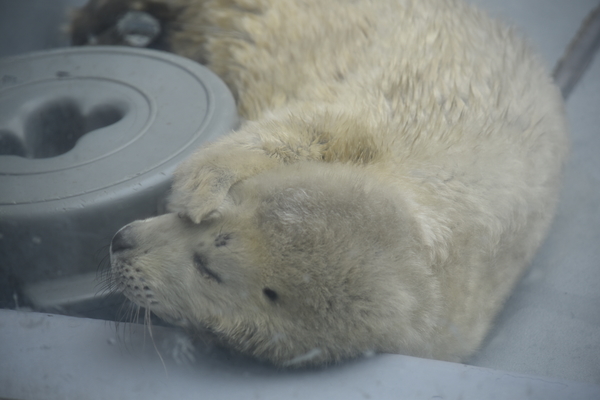 f:id:on-yasuken:20200327115837j:plain