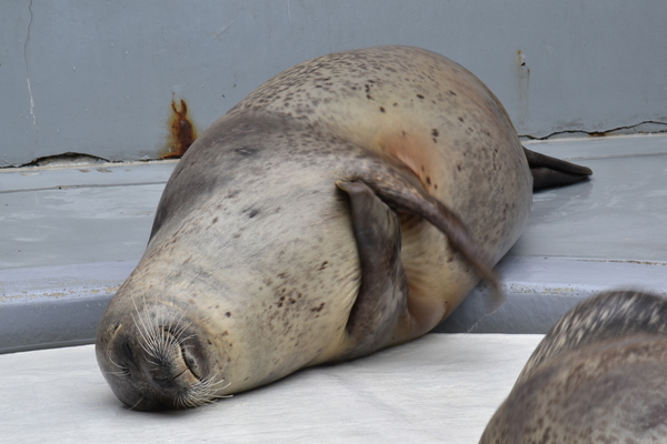 f:id:on-yasuken:20200327120017j:plain