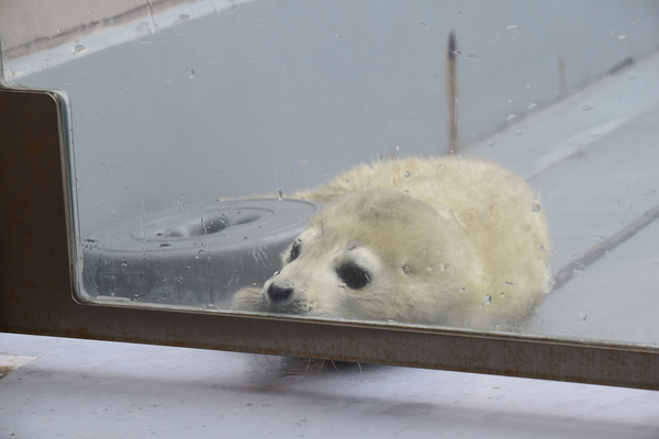 f:id:on-yasuken:20200327120423j:plain