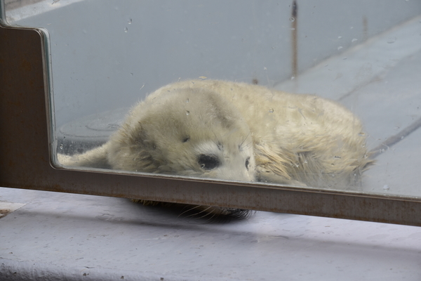 f:id:on-yasuken:20200327120638j:plain