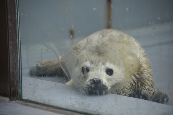 f:id:on-yasuken:20200327120924j:plain