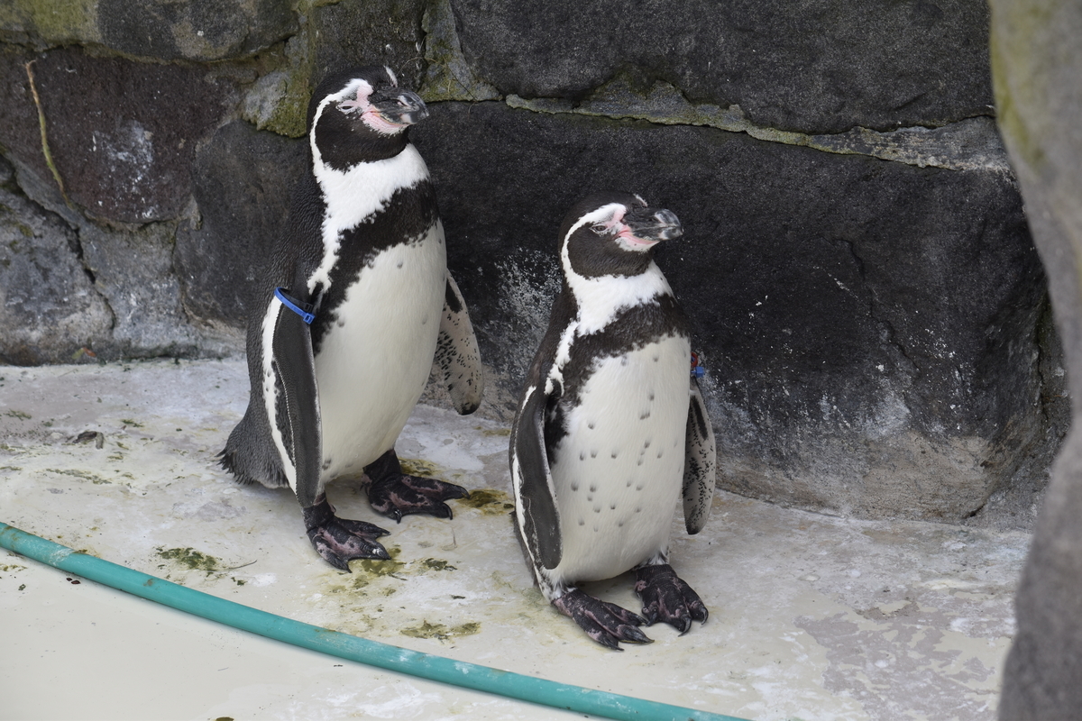 f:id:on-yasuken:20200912152950j:plain