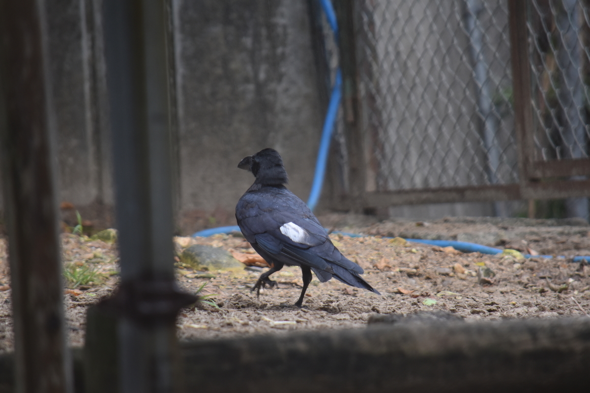 f:id:on-yasuken:20200912161253j:plain