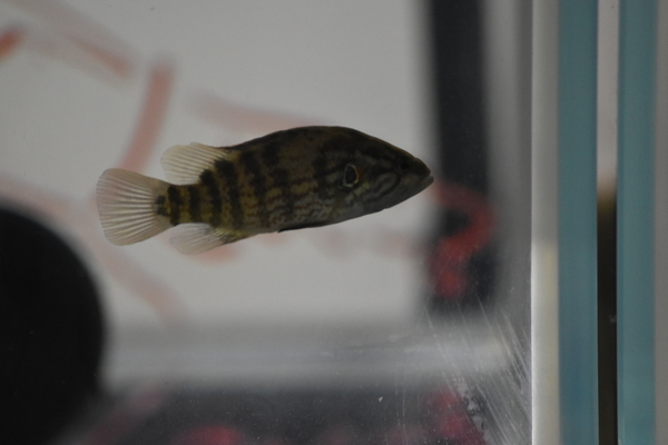 f:id:on-yasuken:20200919125044j:plain