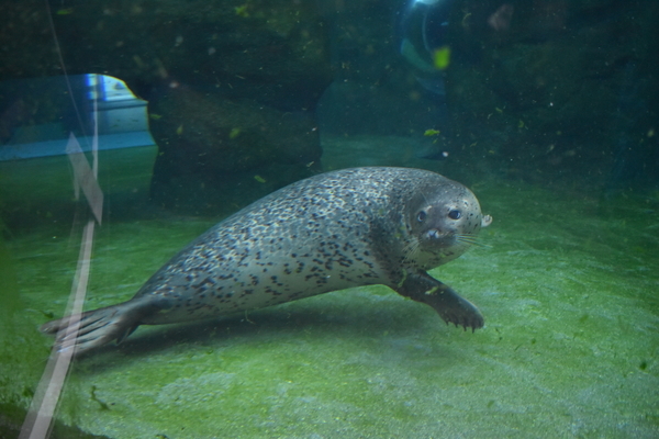 f:id:on-yasuken:20201001154723j:plain