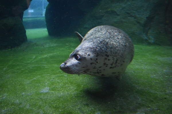 f:id:on-yasuken:20201001155559j:plain