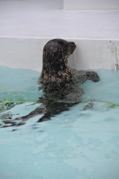 f:id:on-yasuken:20201001160254j:plain