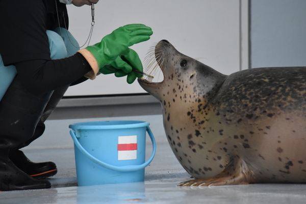 f:id:on-yasuken:20201001161027j:plain