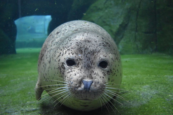 f:id:on-yasuken:20201001162632j:plain