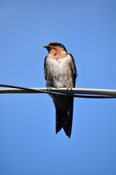 f:id:on-yasuken:20210409154145j:plain